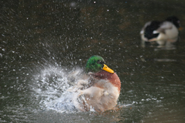 ..::Mallard::..
